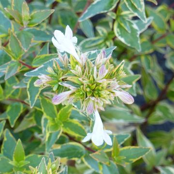 Abelia x grandiflora Happy Daydream