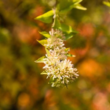 Abelia chinensis - Abelie