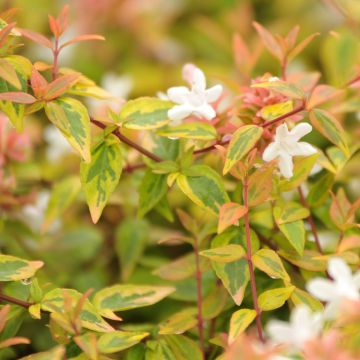 Abelia grandiflora Kaleidoscope