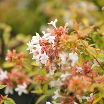 Abélia grandiflora Kaléidoscope