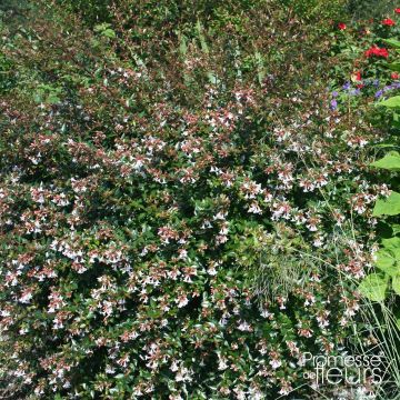 Abelia grandiflora Semperflorens