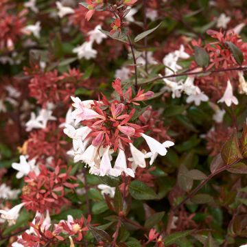 Abelia grandiflora Semperflorens