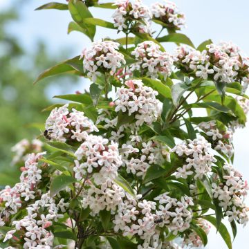 Abelia mosanensis Monia - Abélia parfumé