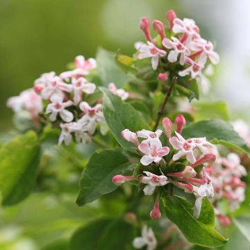 Abelia mosanensis Sweet Emotion - Koreanische Abelie