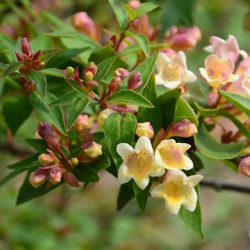 Abelia x grandiflora Sunny Charm - Abélia à grandes fleurs.