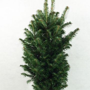 Abies alba Pyramidalis - Weiß-Tanne