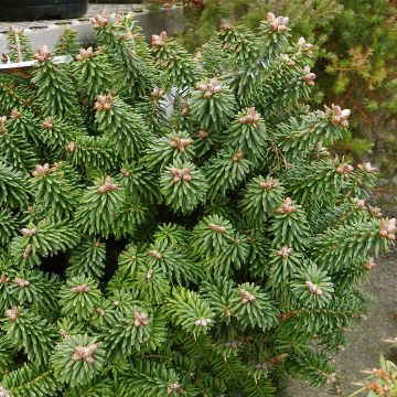 Abies balsamea Piccolo - Balsam-Tanne