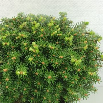 Abies koreana Nadelkissen - Koreanische Tanne