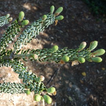 Abies koreana Silberlocke - Koreanische Tanne