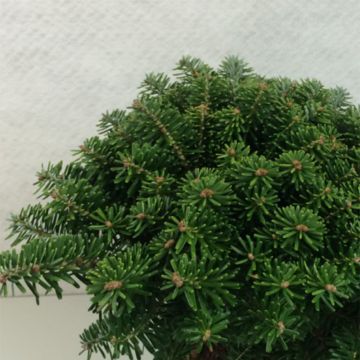 Sapin de Corée - Abies koreana Tundra