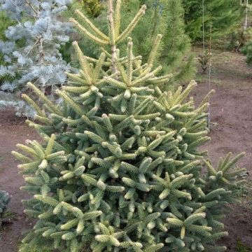 Sapin d'Espagne doré - Abies pinsapo Aurea