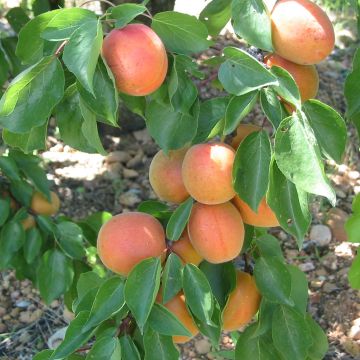 Aprikose Flavor Cot - Prunus armeniaca