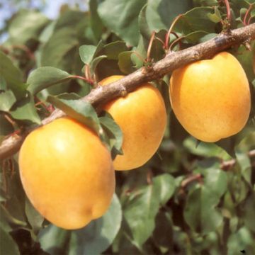 Aprikose Hargrand - Prunus armeniaca