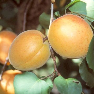 Aprikose Luizet - Prunus armeniaca