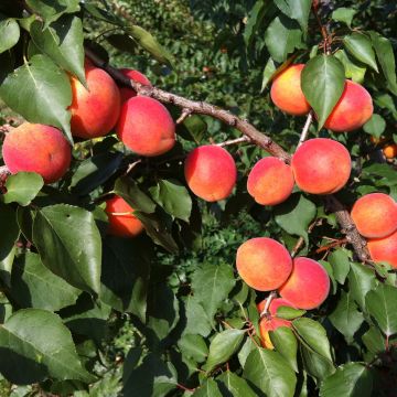 Aprikose Orange Summer - Prunus armeniaca