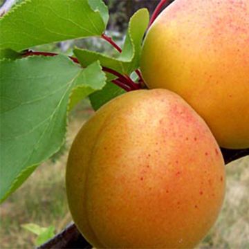 Aprikose Précoce de Saumur - Prunus armeniaca