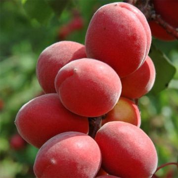 Aprikose Sunrosso (Rubista) - Prunus armeniaca