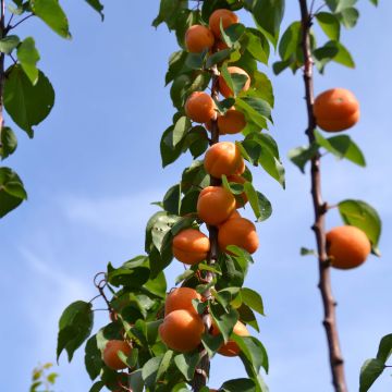 Aprikose Rustique Des Pyrénées bourquin - Prunus armeniaca