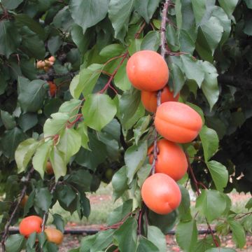 Aprikose Tom Cot - Prunus armeniaca