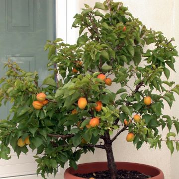 Aprikose Garden Aprigold - Prunus armeniaca