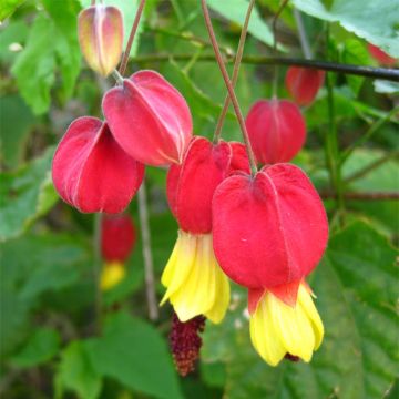 Abutilon megapotamicum - Abutilon du grand fleuve