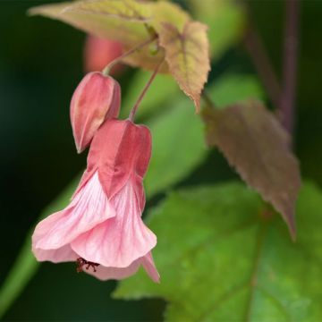 Abutilon Pink Charm - Schönmalve