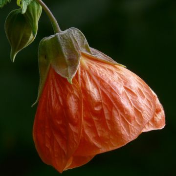 Abutilon pictum Thompsonii