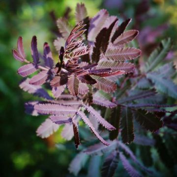 Acacia baileyana Purpurea - Mimosa de Bailey pourpre