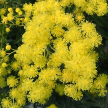 Acacia dealbata - Silber-Akazie