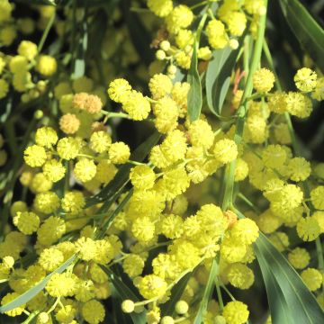 Acacia retinodes Lisette - Akazie