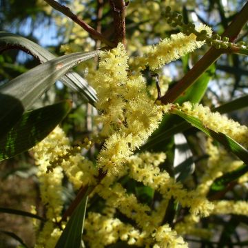 Acacia longifolia - Langblättrige Akazie