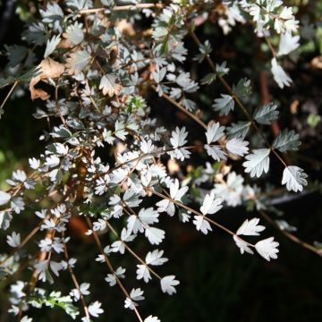 Acaena saccaticupula Blue Haze - Stachelnüßchen