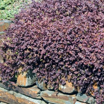 Acaena inermis Purpurea - Stachelnüßchen