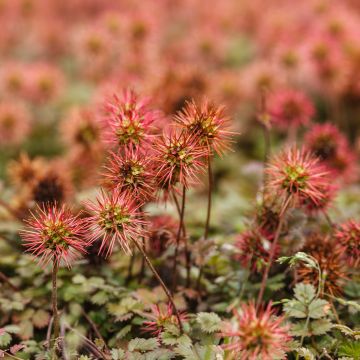 Acaena microphylla - Stachelnüßchen