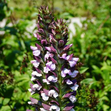 Acanthus Morning Candle - Akanthus