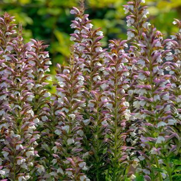 Acanthus spinosus - Dorniger Akanthus