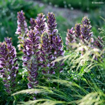 Acanthus hirsutus subsp. syriacus - Syrischer Bärenklau