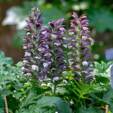 Acanthus hungaricus - Balkan-Bärentatze