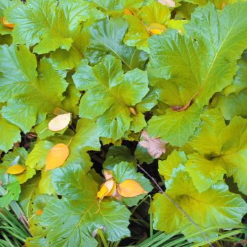 Acanthus mollis Hollards Gold - Weicher Akanthus