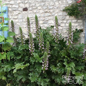 Acanthus mollis Latifolius - Weicher Akanthus