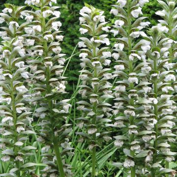 Acanthus mollis Rue Ledan - Weicher Akanthus