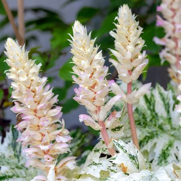 Acanthus mollis Tasmanian Angel - Weicher Akanthus