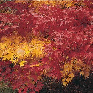 Acer Autumn Coloured Hybrids Mixed (Samen) - Ahorn