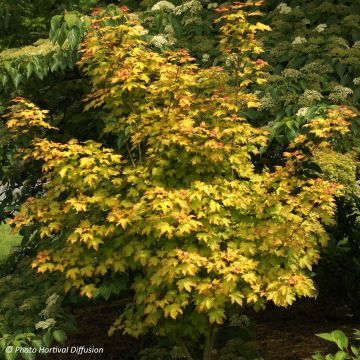 Erable hybride - Acer x orientalia Minorient