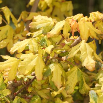 Feld-Ahorn Magic Spring - Acer campestre - Field Maple, Common Maple