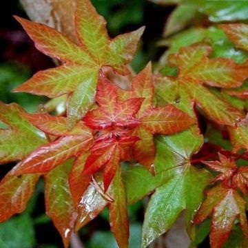 Kolchischer Ahorn Rubrum - Acer cappadocicum