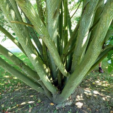 Schlangenhautahorn - Acer davidii