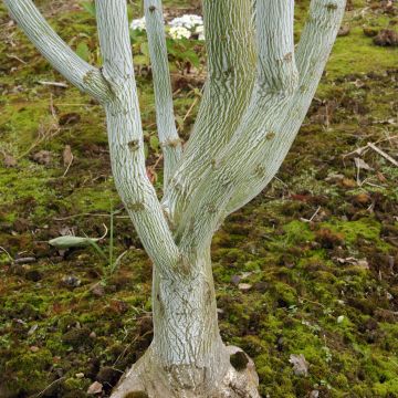 Schlangenhautahorn Viper - Acer davidii