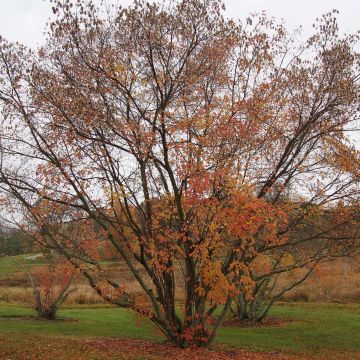 Feuer-Ahorn - Acer tataricum subsp. ginnala