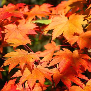 Japanischer Ahorn Vitifolium - Acer japonicum